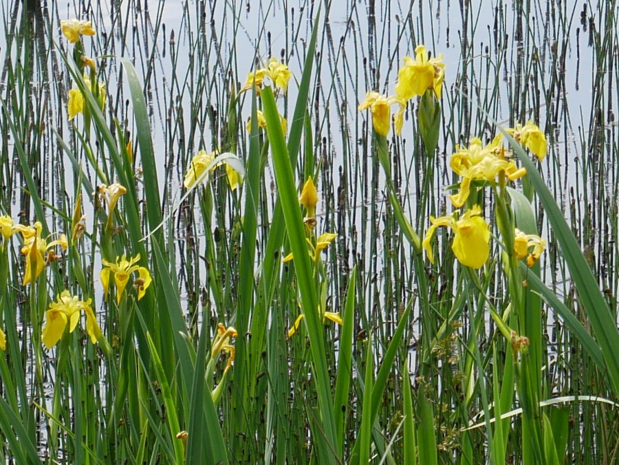 Bild 4: Sumpf-Schwertlilie (Iris pseudacorus)