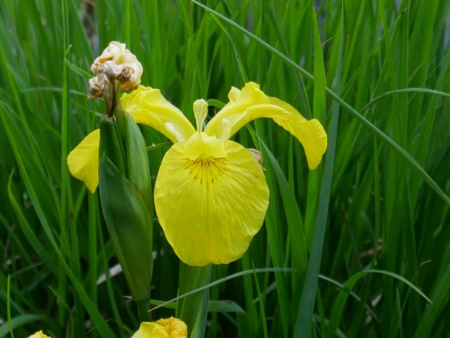 Bild 5: Sumpf-Schwertlilie (Iris pseudacorus)