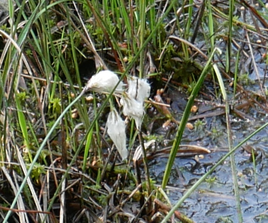 Bild 8: Schmalblättriges Wollgras (Eriophorum angustifolium)