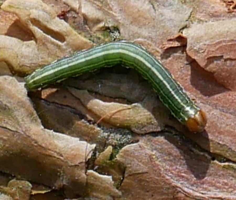 Bild 7: Raupe des Sägezahnfühler-Nadelholzspanners (Thera variata)