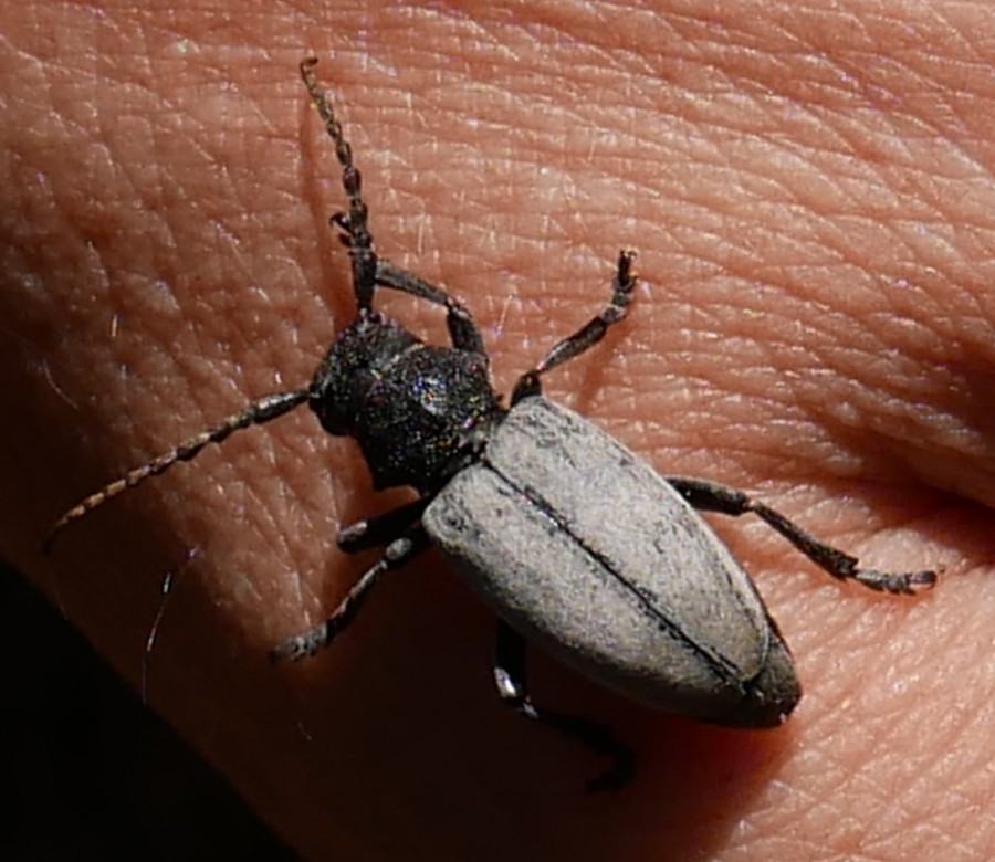 Bild 6: Grasbock (Dorcadion fuliginator)