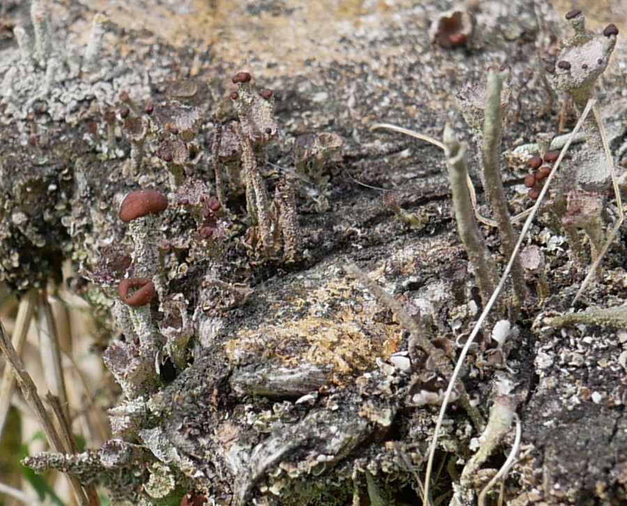 Bild 9: Wahrscheinlich die Kleinlappenflechte (Cladonia peziziformis)