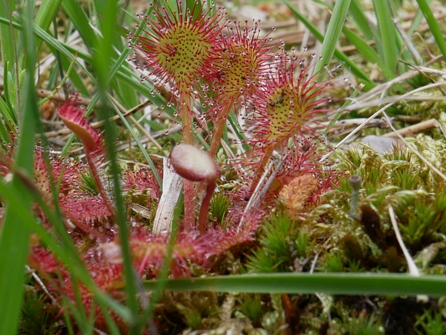 Bild 10: Rundblättrigen Sonnentau (Drosera rotundifolia)