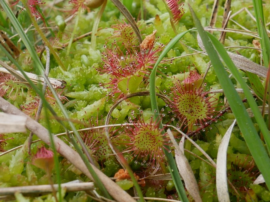 Bild 11: Rundblättrigen Sonnentau (Drosera rotundifolia)