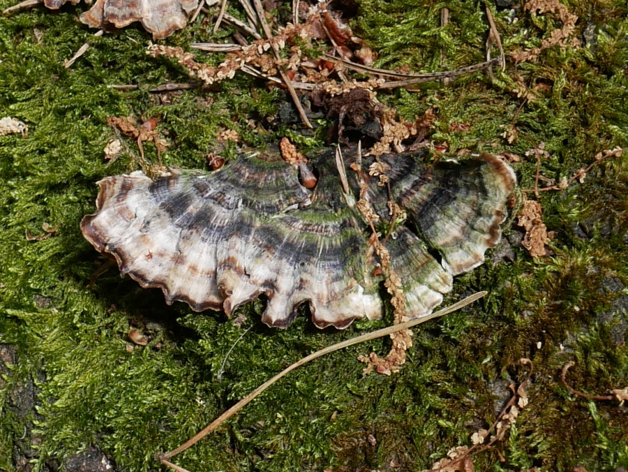 Bild 14: Schmetterlingstramet (Trametes versicolor)