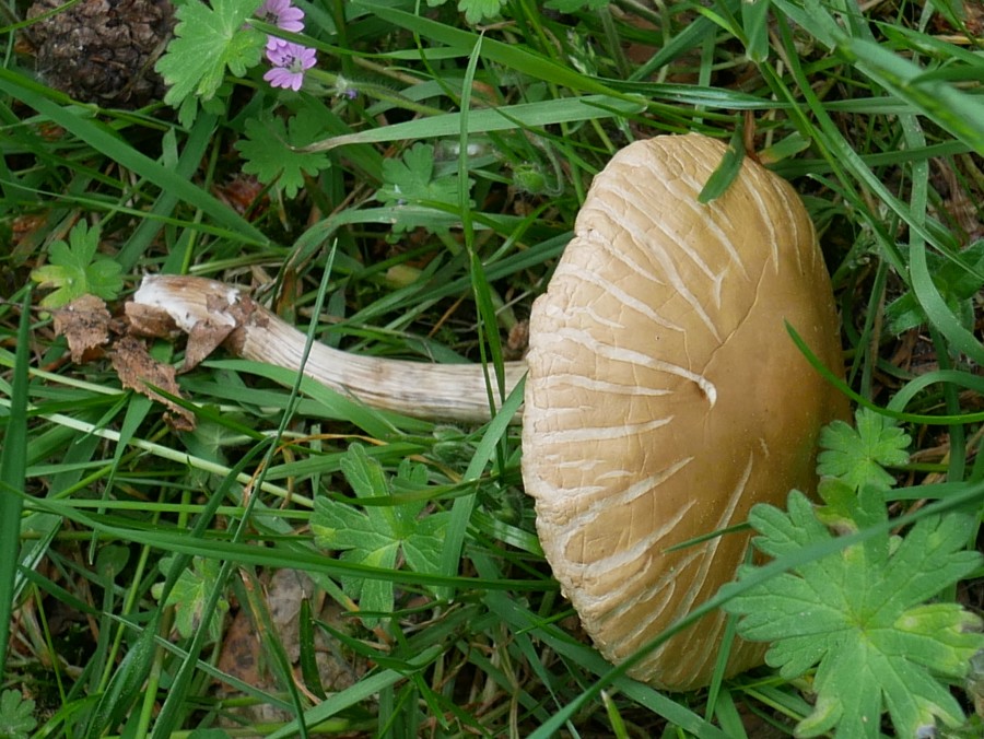 Bild 15: Tränende Saumpilz (Psathyrella lacrymabunda)