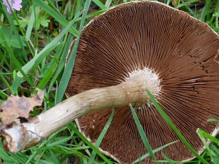 Bild 16: Tränende Saumpilz (Psathyrella lacrymabunda)