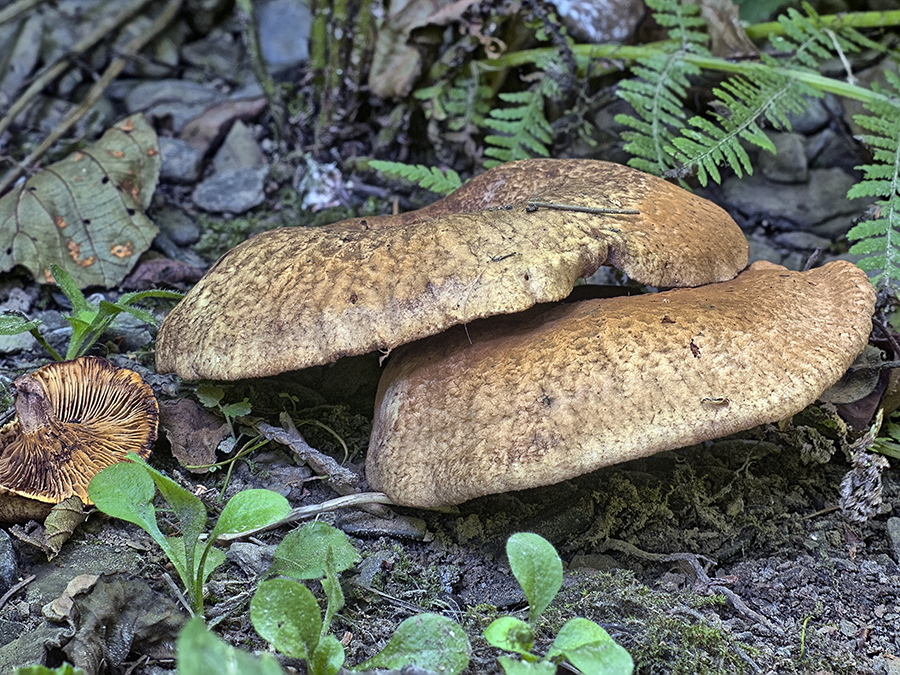 Erlen-Krempling (Paxillus filamentosus)