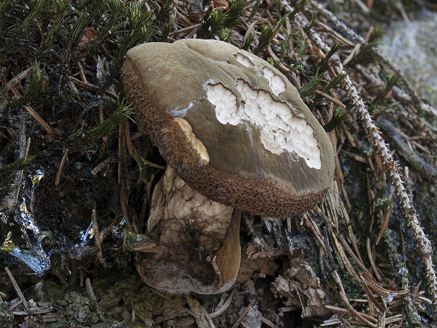 Porphyröhrling (Porphyrellus porphyrosporus)