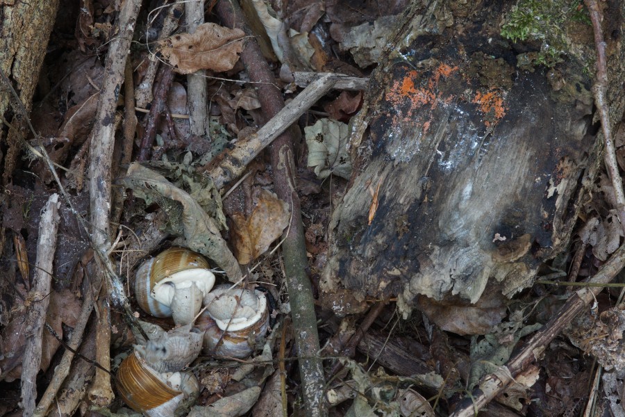 DSC03024_weinbergschnecken mit nectria_compressed.jpg