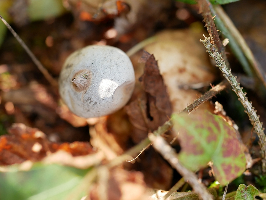 Bild 1: Kleiner Nest-Erdstern (Geastrum quadrifidum)