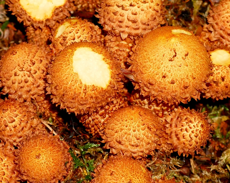 Bild 2: Sparriger Schüppling (PHOLIOTA SQUARROSA)