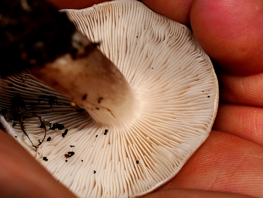 Bild 5: Mausgrauer Erdritterling (Tricholoma myomyces)