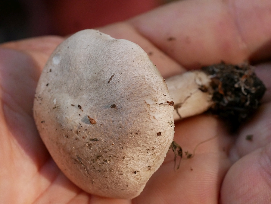 Bild 6: Mausgrauer Erdritterling (Tricholoma myomyces)