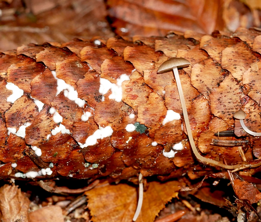 Bild 7: Fichtenzapfenrübling (STROBILURUS ESCULENTUS)?