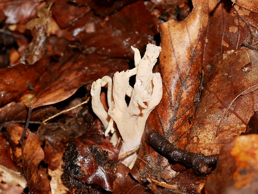 Bild 10: Runzelige Koralle (Clavulina rugosa)