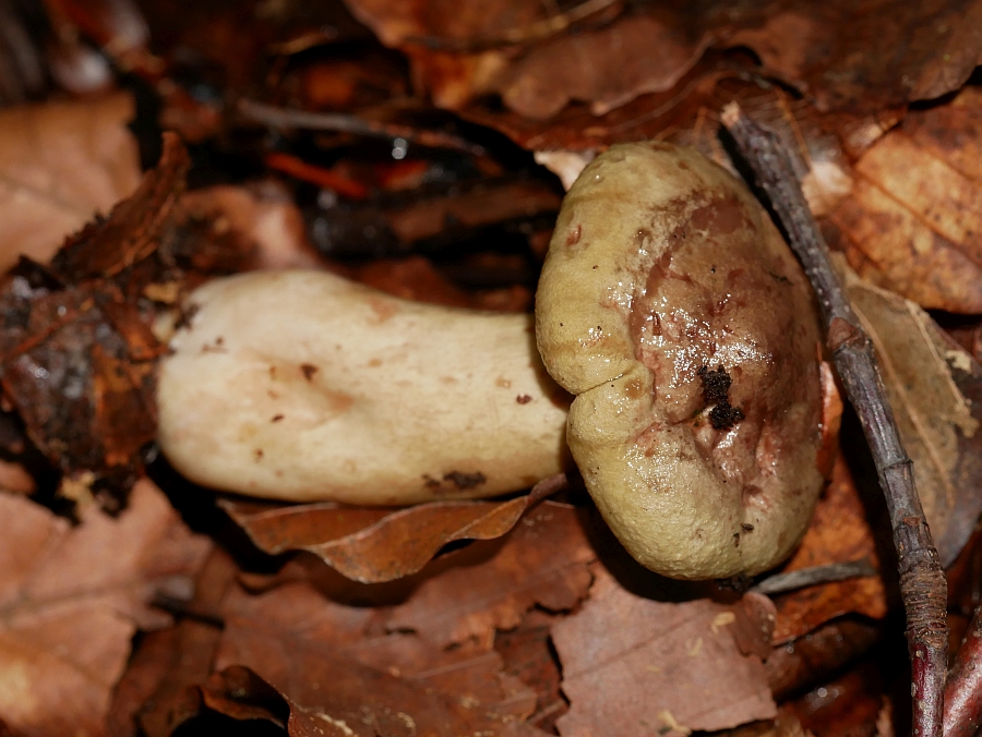 Bild 11: Lactarius blennius