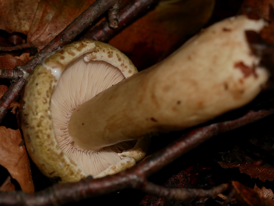 Bild 12: Lactarius blennius