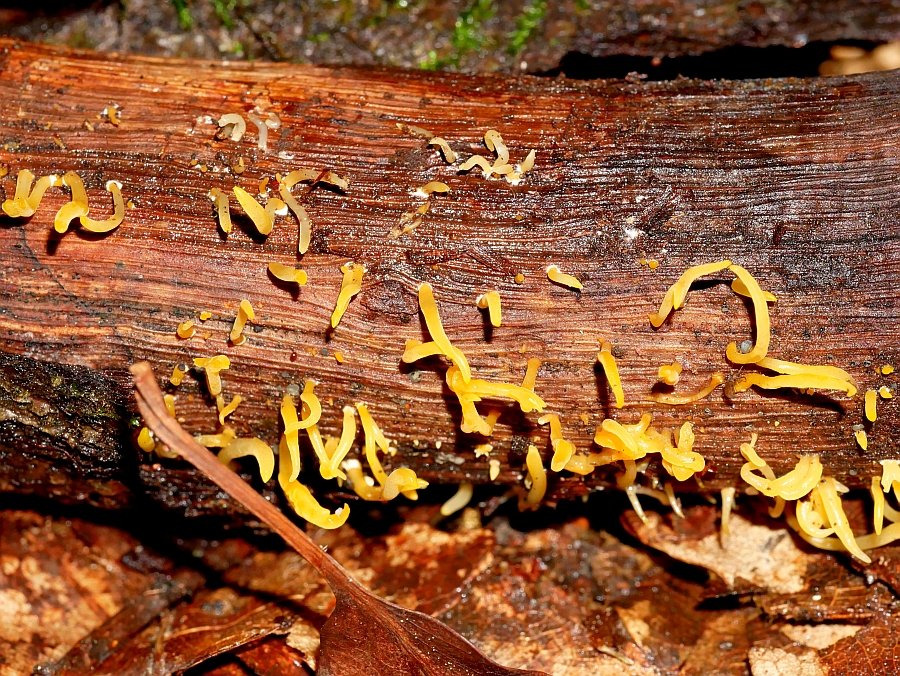 Bild 15: Laubholzhörnling (CALOCERA CORNEA)