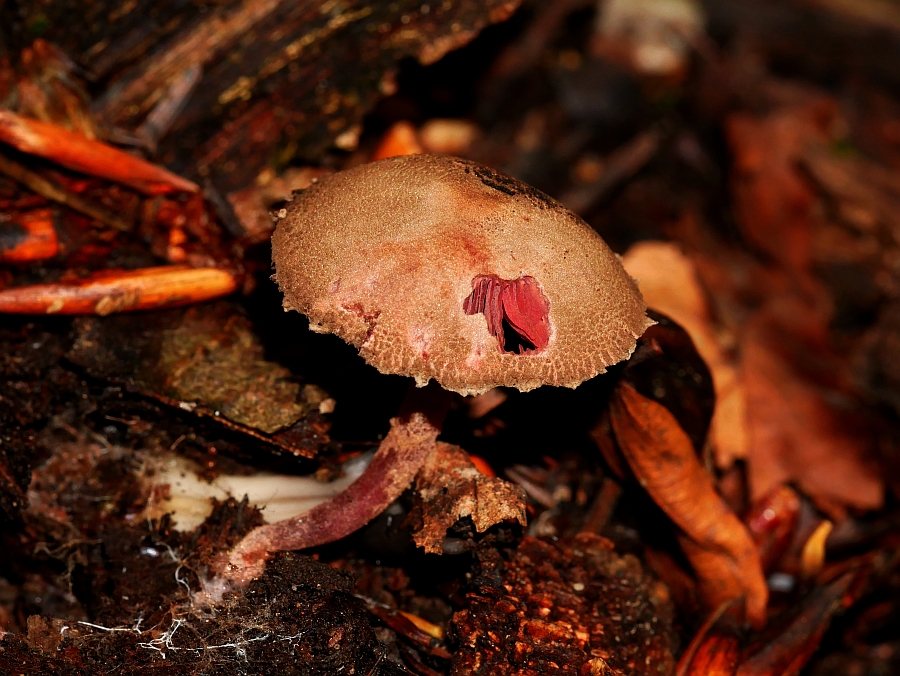 Bild 18: Blutblättriger Zwergschirmling (MELANOPHYLLUM HAEMATOSPERMUM)