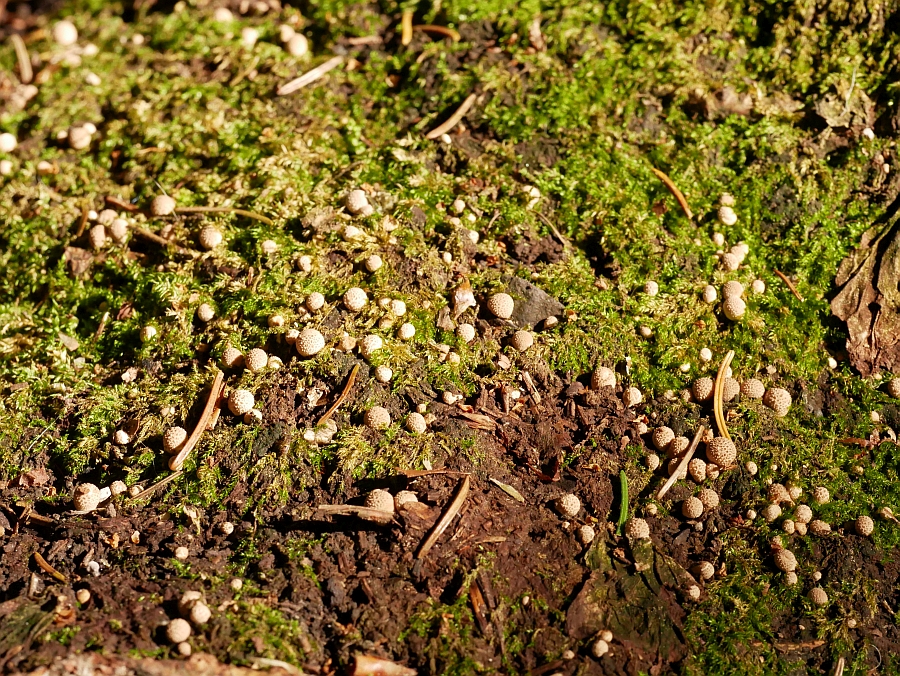 Bild 21: Flaschenstäubling (LYCOPERDON PERLATUM)