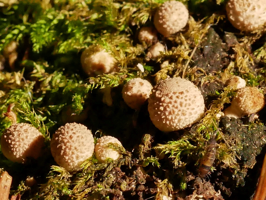 Bild 22: Flaschenstäubling (LYCOPERDON PERLATUM)