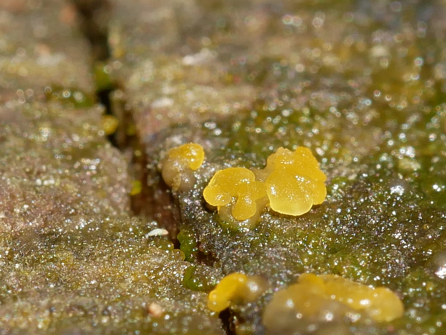 Bild 26: Hauptfruchtform der Zerfließenden Gallertträne (DACRYMYCES STILLATUS )?