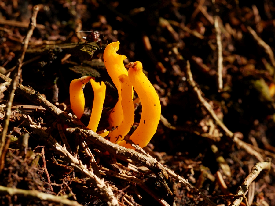 Bild 27: Klebriger Hörnling (CALOCERA VISCOSA)