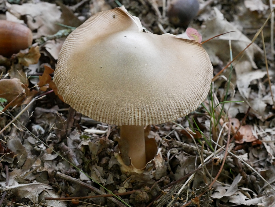 Bild 28: Orangegelber Scheidenstreifling (Amanita crocea)