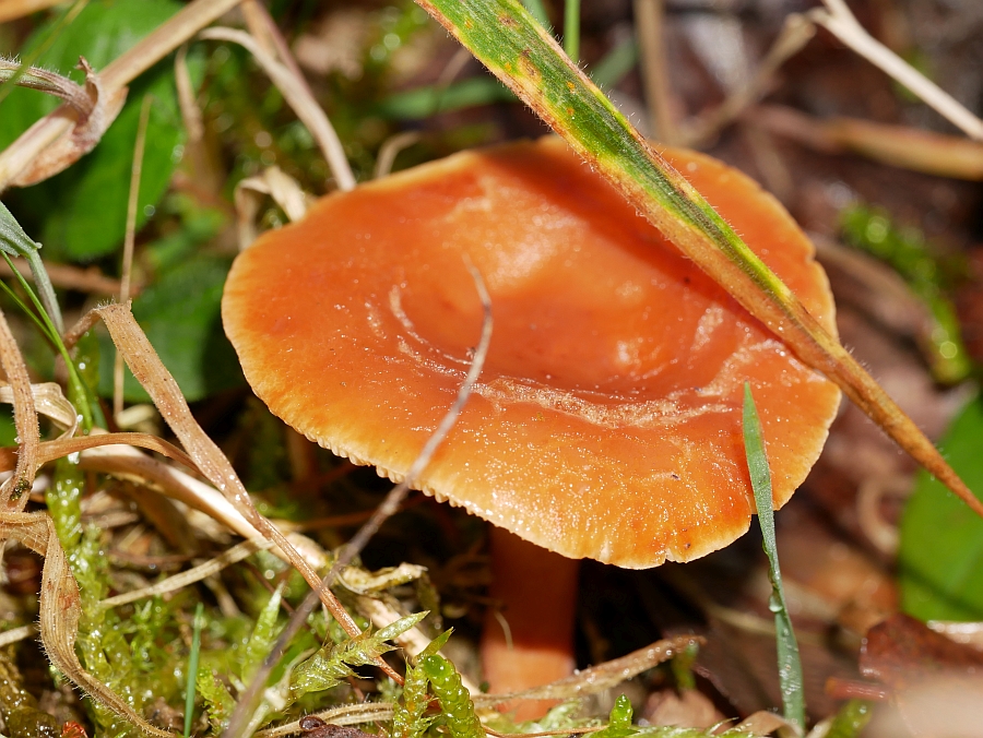 Bild 30: Erlenmilchling (LACTARIUS OBSCURATUS)?