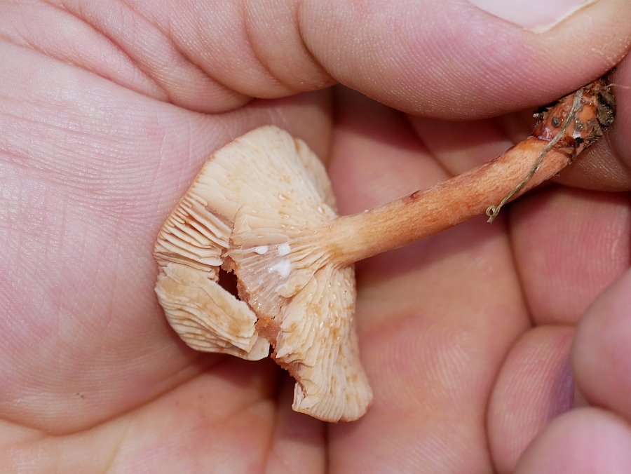 Bild 31: Erlenmilchling (LACTARIUS OBSCURATUS)?