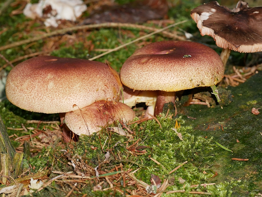 Bild 32: Rötlicher Holzritterling (TRICHOLOMOPSIS RUTILANS)