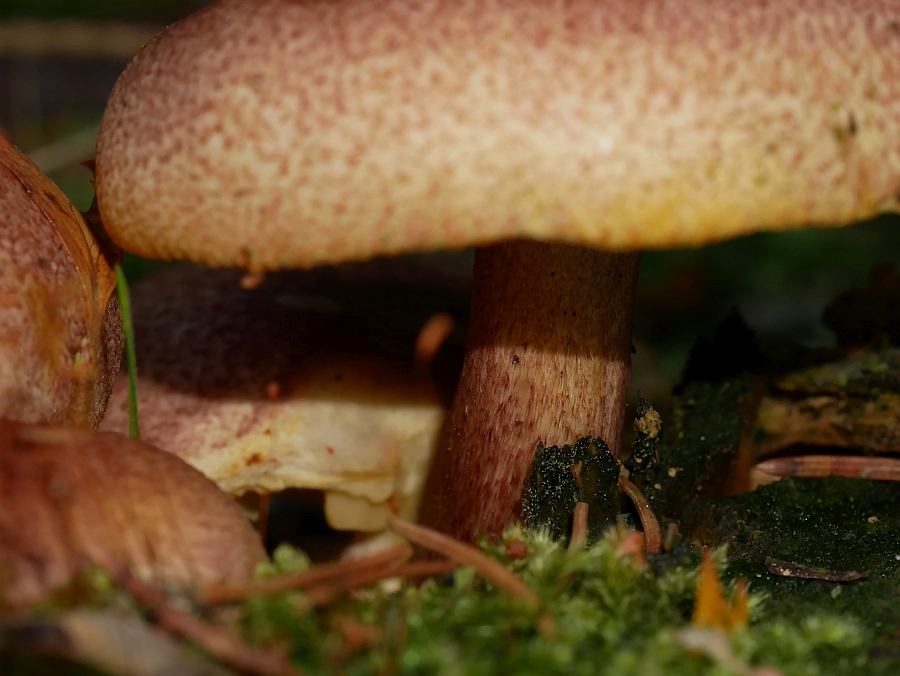 Bild 33: Rötlicher Holzritterling (TRICHOLOMOPSIS RUTILANS)