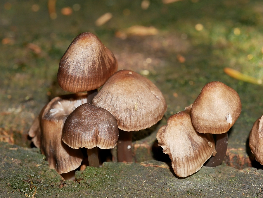 Bild 36: Rillstrieliger Helmling (Mycena polygramma)