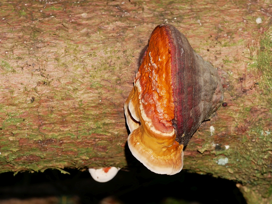 Bild 37: Gravitropismus am Beispiel des Rotrandigen Baumschwamms (Fomitopsis Pinicola)