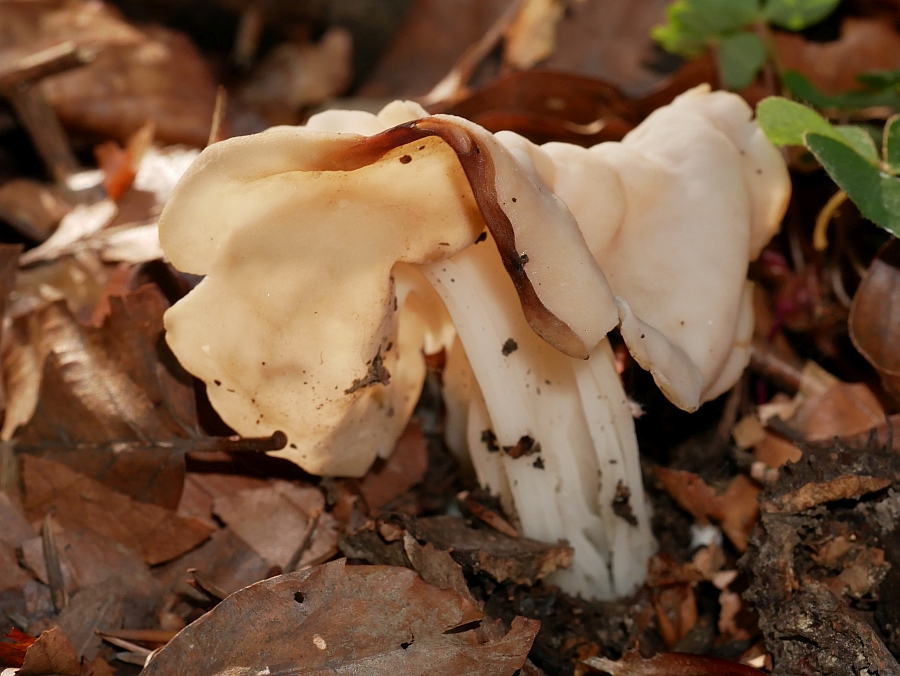 Bild 38: Herbstlorchel (Helvella Crispa)