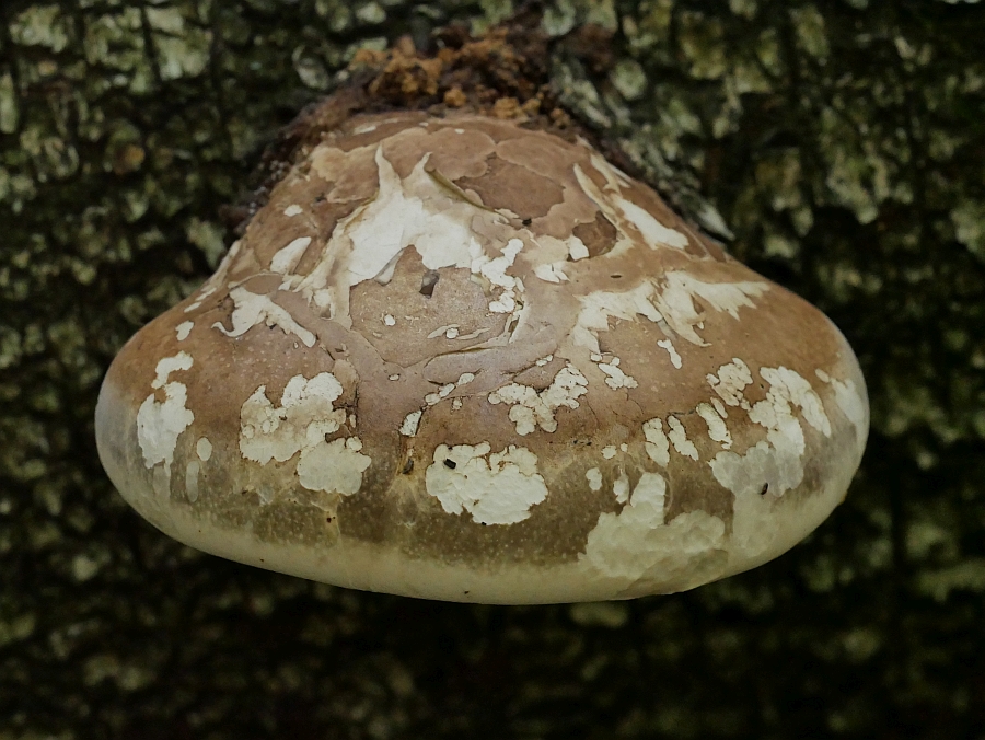 Bild 41: Birkenporling (Piptoporus Betulinus)