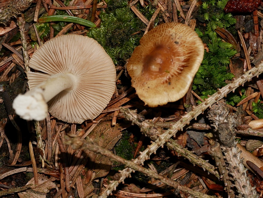 Bild 42: Kegeliger Risspilz (INOCYBE RIMOSA)