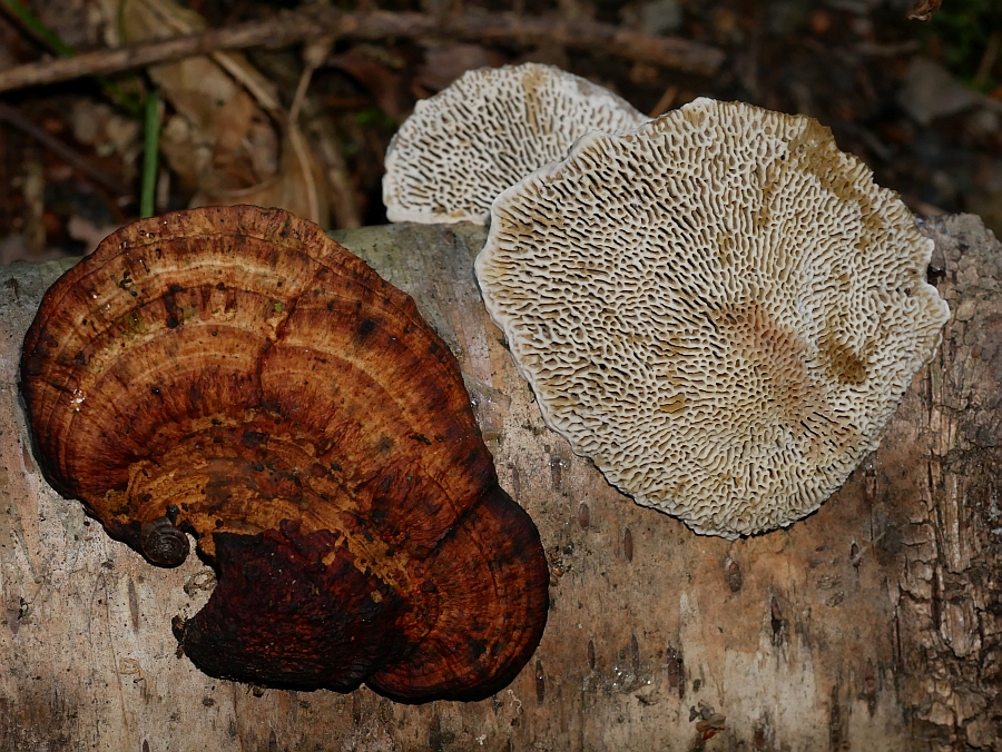 Bild 43: Rötende Tramete (DAEDALEOPSIS CONFRAGOSA)