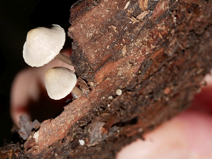 Bild 48: Rosablättriger Helmling (MYCENA GALERICULATA)?