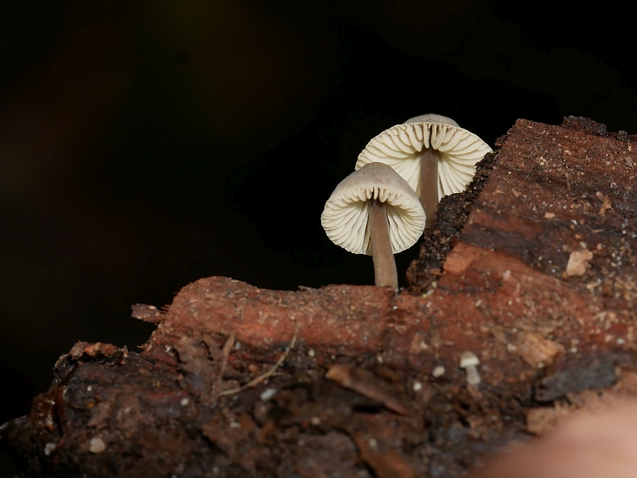 Bild 49: Rosablättriger Helmling (MYCENA GALERICULATA)?