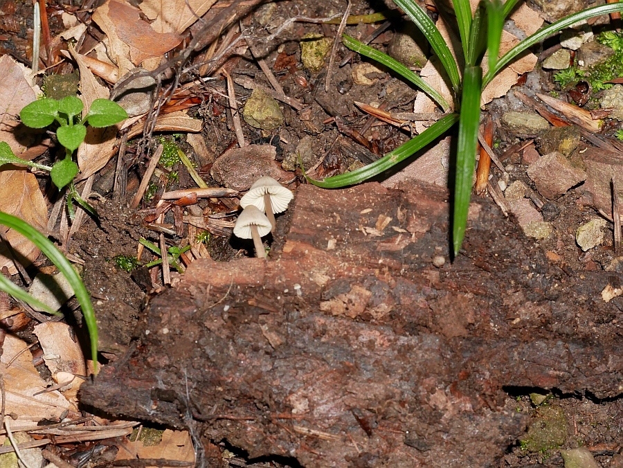 Bild 50: Rosablättriger Helmling (MYCENA GALERICULATA)?