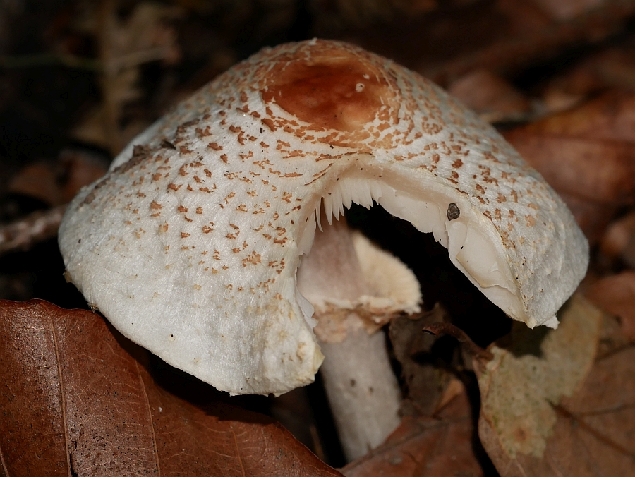 Bild 52: Stinkschirmling (LEPIOTA CRISTATA)