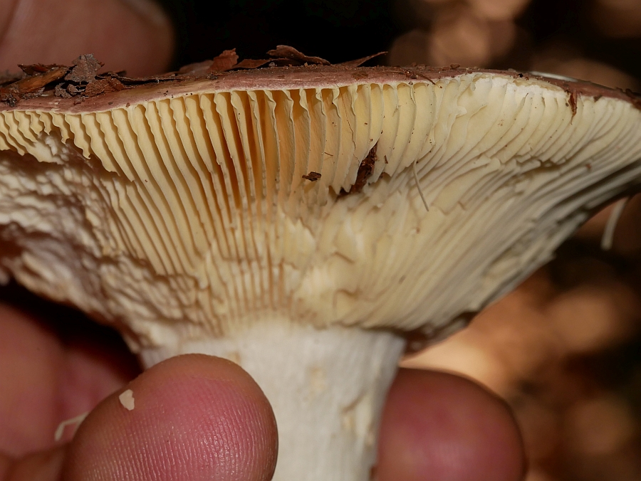 Bild 54: Fleischroter Speisetäubling (RUSSULA VESCA)