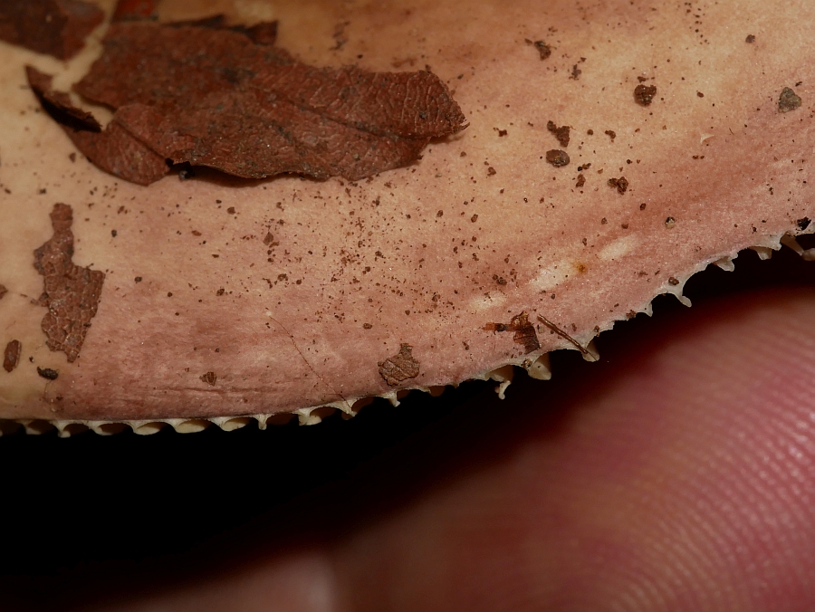 Bild 55: Fleischroter Speisetäubling (RUSSULA VESCA)