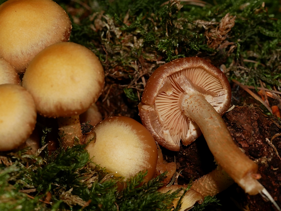 Bild 57: Stockschwämmchen (KUEHNEROMYCES MUTABILIS)