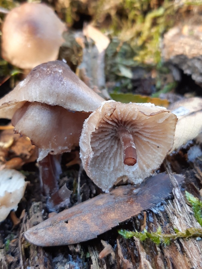 Mycena haematopus 20181118_125216.jpg