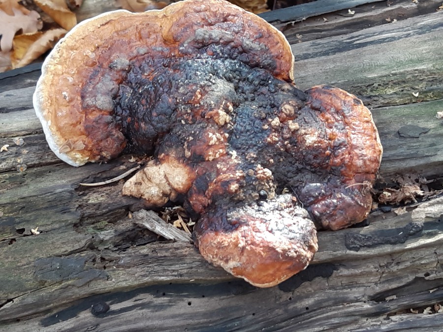 Fomitopsis pinicola20181118_125428.jpg