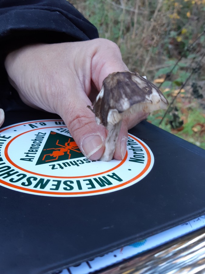 Pluteus cervinus1 20181118_131006.jpg