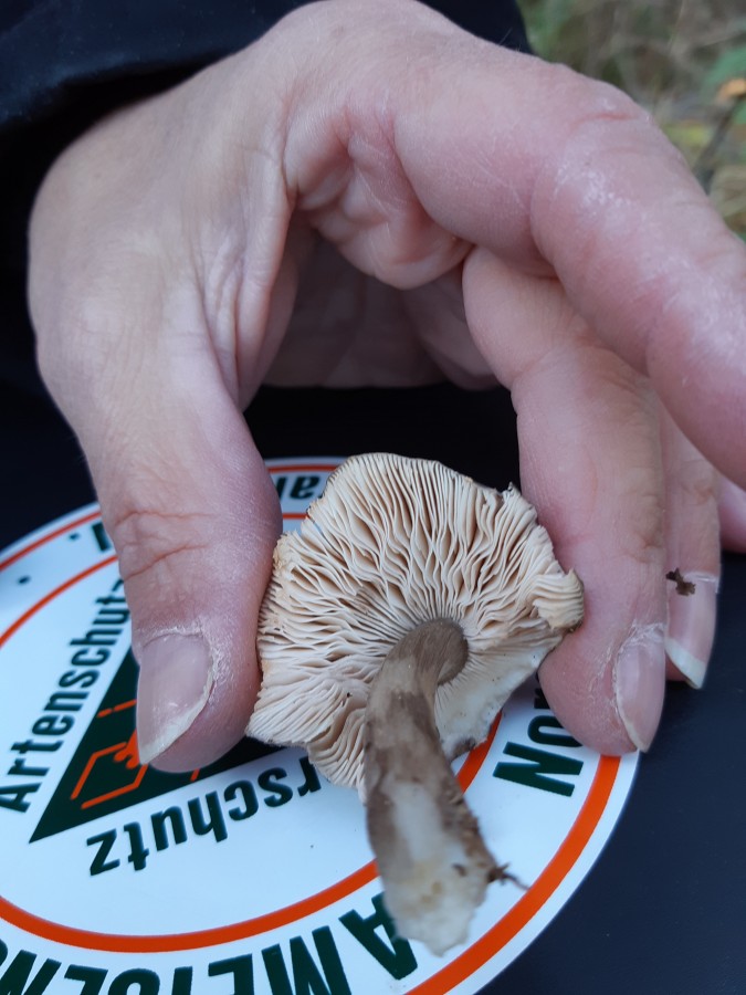 Pluteus cervinus2 20181118_130952.jpg